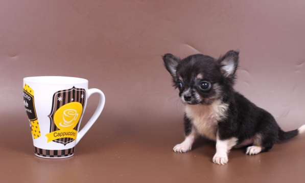 Мини чихуахуа в Москве фото 15