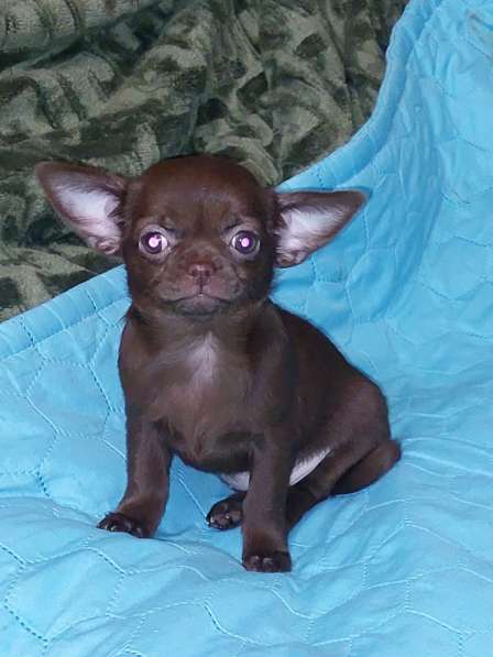 Чихуахуа. Chocolate. Мини