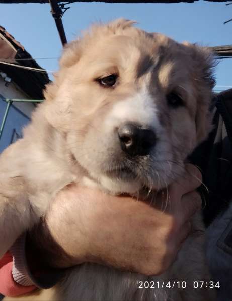 Продаются щенки алабая в фото 29