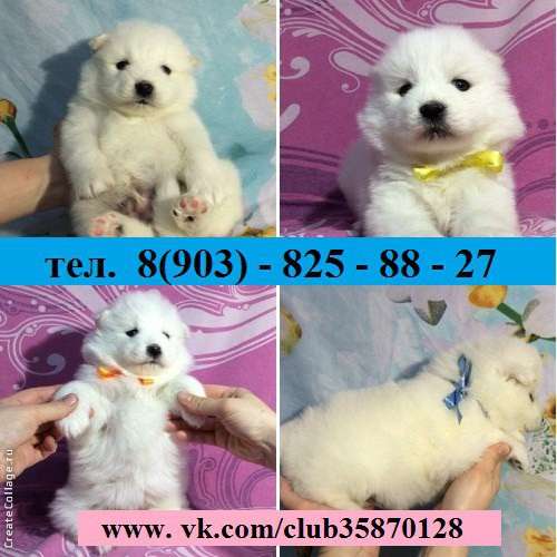 Щеночки Самоедской лайки Ми-ми Мишки в Курске