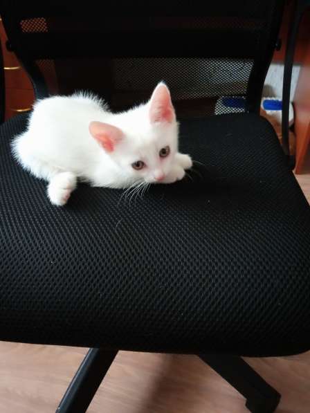 Котята в добрые руки в Уфе фото 4