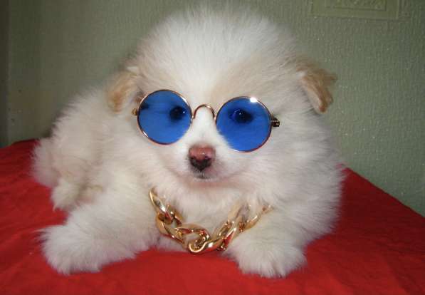 Лисята в Ростове-на-Дону фото 22