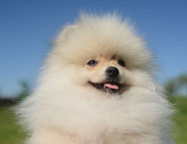 Шикарные щенки померанского шпица из питомника - медвежий ти в фото 17