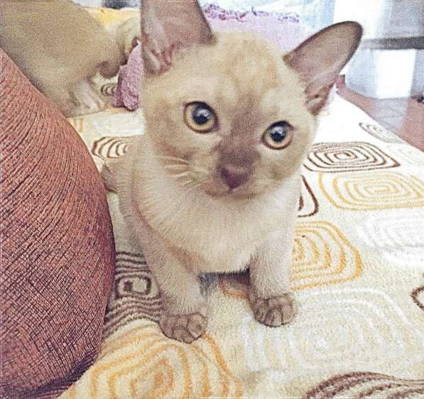 Котята породы бурманская европейская в фото 11