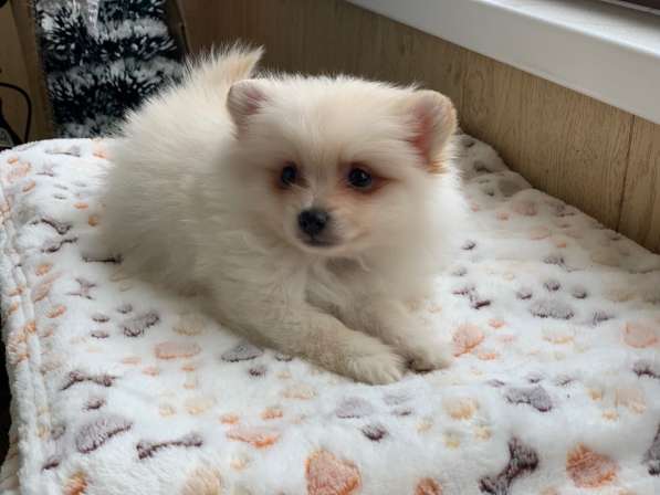 Шпиц в Москве