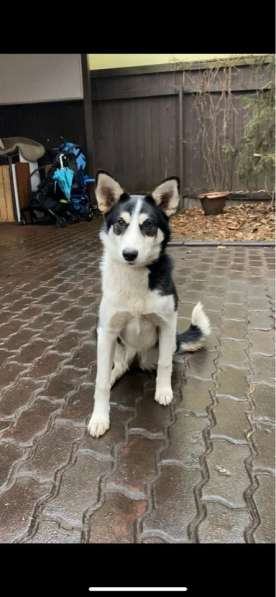 Найдена лайка девочка 6-8 месяцев. Пристраивается в Москве