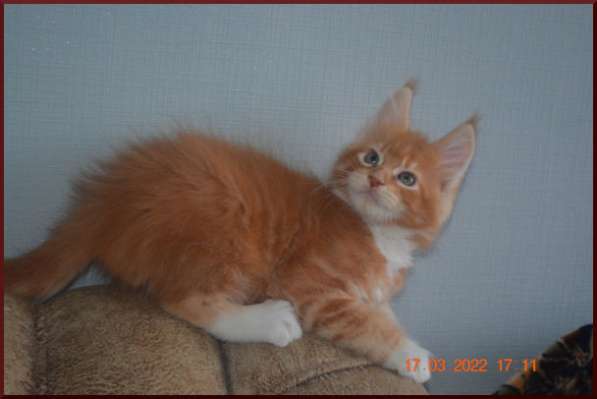 Роскошный черный котик мейн-кун из питомника в Астрахани фото 71