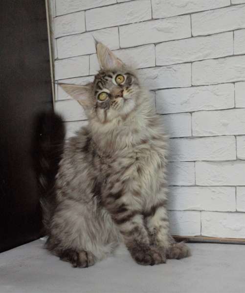 Maine Coon, color silver