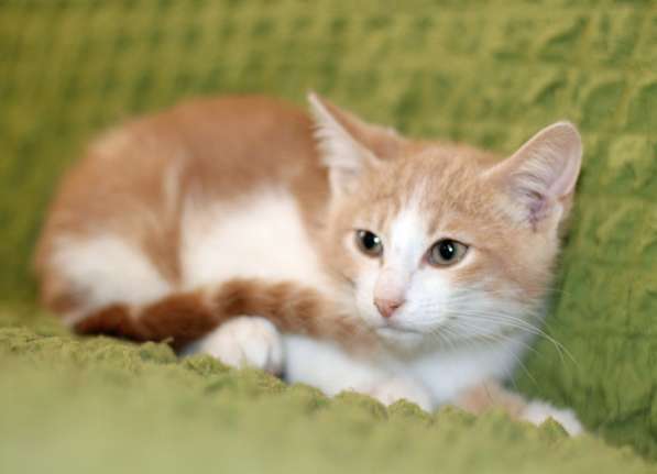 Маленький котенок Портос, рыжий позитив в дар в Москве фото 5