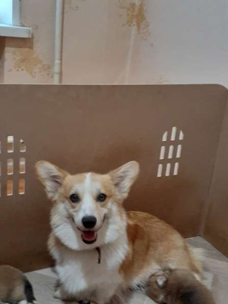 Щенки вельш корги пемброк в Пушкино фото 11