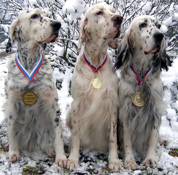 Английский сеттер щенки из элитного питомника в Москве фото 121