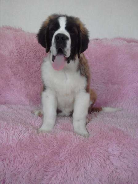 Юный щенок в Белово фото 5