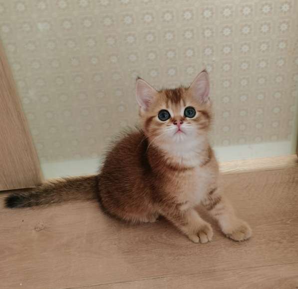 Шотландские котята в Новосибирске фото 6