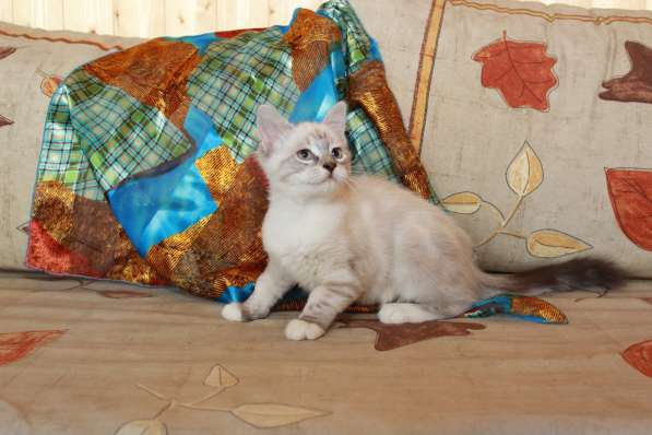 Маленькая ласкушка Сессиль, котенок 3 мес в добрые руки в Калуге фото 4