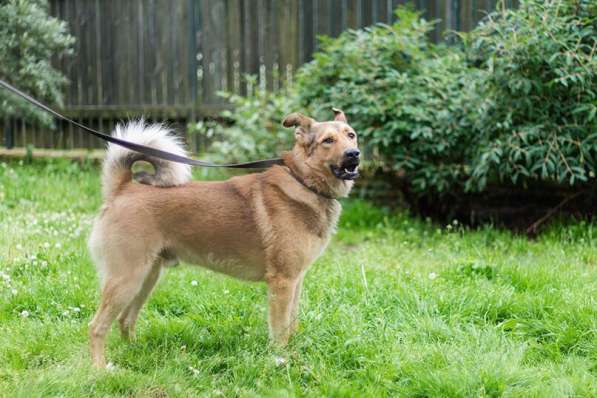 Хороший рыжий пес, лучший друг человека в Санкт-Петербурге фото 34