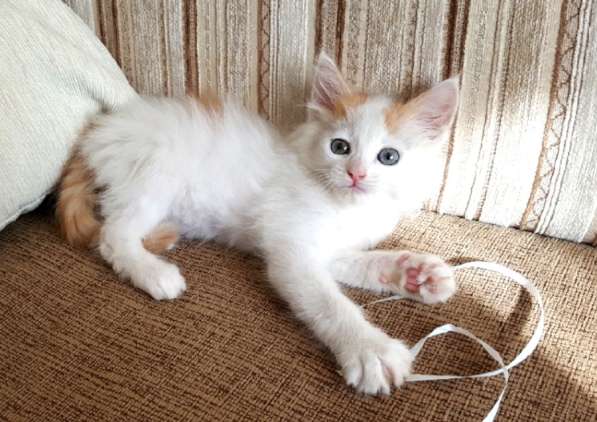 Котенок-пуховичок в добрые руки, 2,5 мес в Москве фото 16