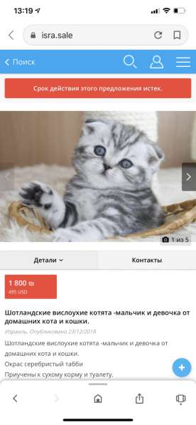 Ищем котёнка в 