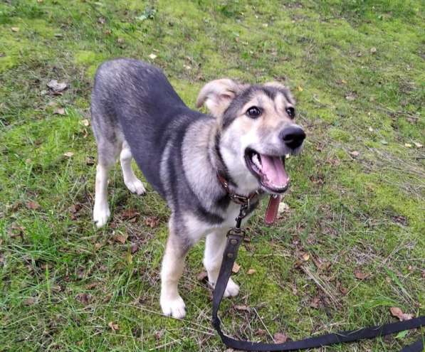 Тася в добрые руки в Ногинске фото 28