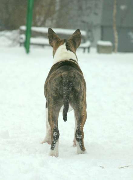 Standard Bullterrier. Female в Санкт-Петербурге фото 5