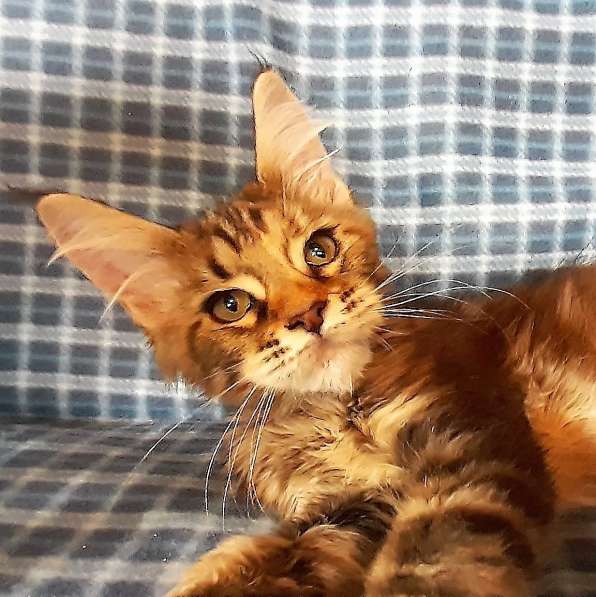 Рыжики из питомника в Екатеринбурге фото 68