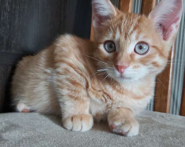 Котенок мальчик, 4 месяца, рыжий с голубыми глазками