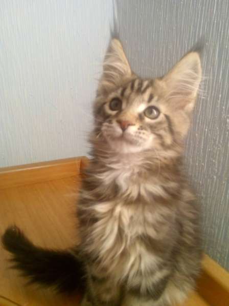 Продаётся шикарный котёнок мейн-кун в Нижнем Новгороде фото 3