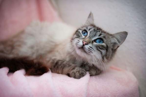 Молодая кошечка Барселона в добрые руки в Москве фото 5