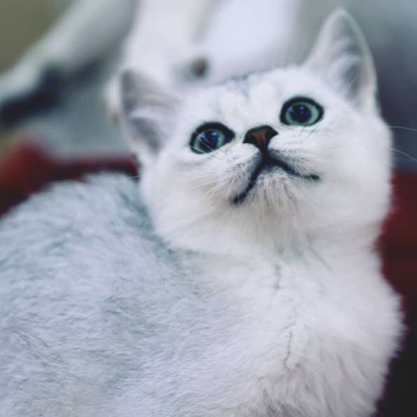 Британские шиншиллы в Санкт-Петербурге фото 3