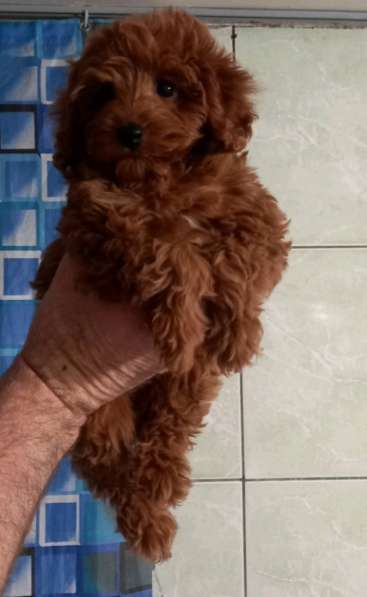 Poodle. Red brown boy