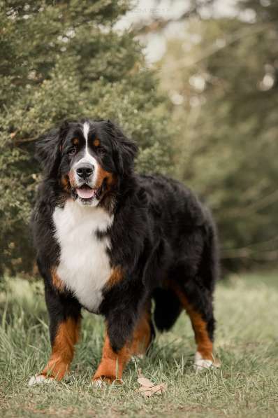 Щенки Бернского Зенненхунда от родителей Чемпионов в Краснодаре фото 6