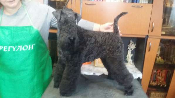 Щенки в Ижевске фото 5