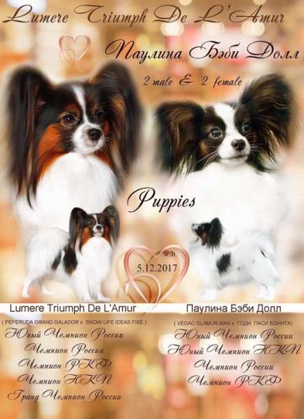 Щенки папийончики в Челябинске фото 3