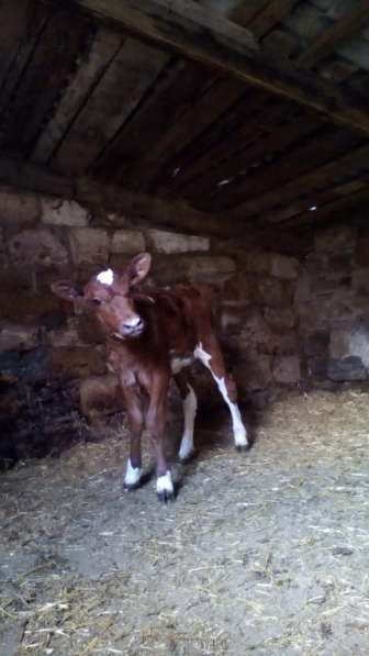 Продаю телочку в Джанкое фото 4