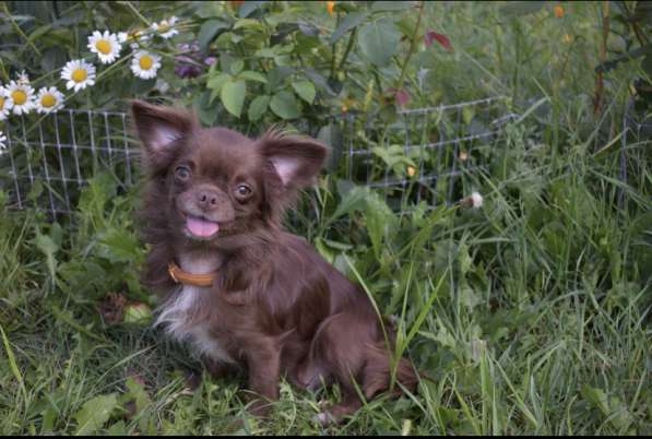 Чихуахуа длинники в Воронеже фото 3