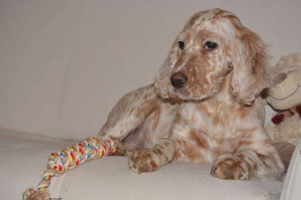 Английский сеттер щенки из элитного питомника в Москве фото 130