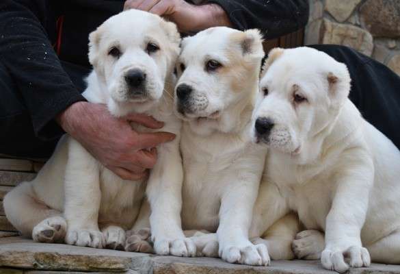 ЩЕНКИ СРЕДНЕАЗИАТСКОЙ ОВЧАРКИ - ПРОДАЖА ! в Алуште фото 15