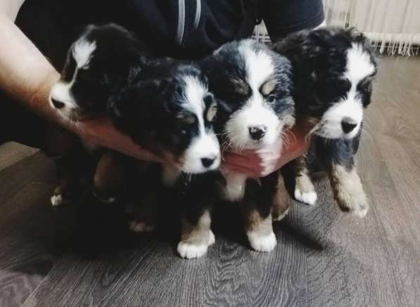 Bernese Mountain Dog в фото 10