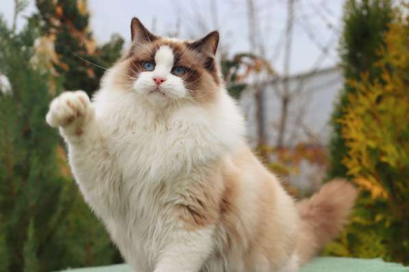 Рэгдолл котята в фото 17