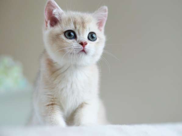 Британский котенок. Голубая золотистая шиншилла