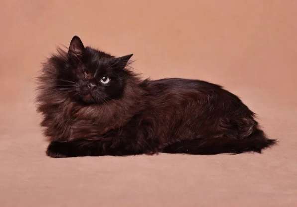 Котик Джек ищет дом! в Москве фото 9