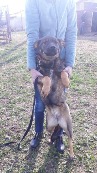 Дана, 1 год, ищет дом! в Раменское фото 6