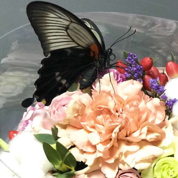 Салют из живых тропических бабочек в Бахчисарае фото 4