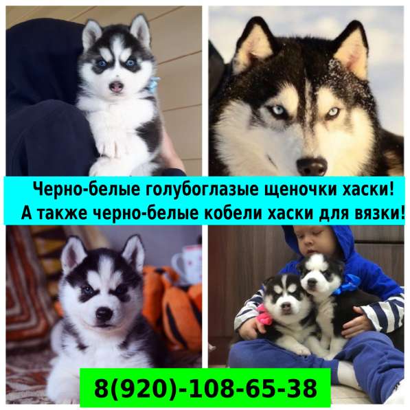Хасята щенята