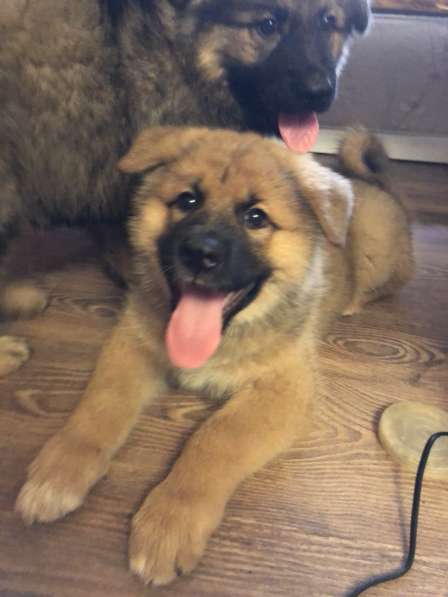 Продаю щенков немецкой овчарки зонарного окраса в Самаре фото 17