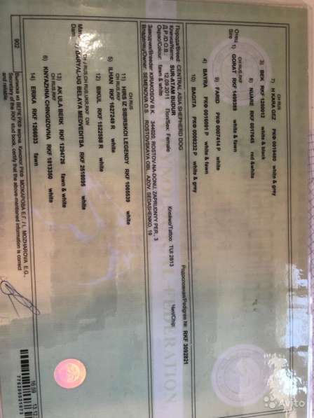 Продам Девочку Алабая