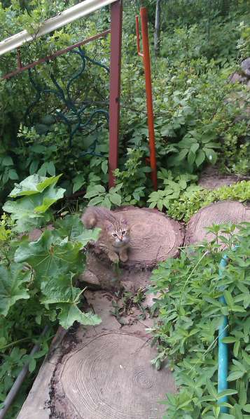 Молодой котик ищет дом в Истре фото 10