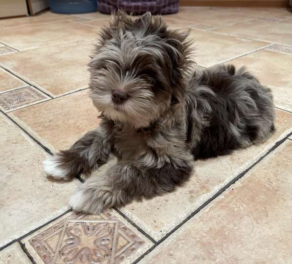 Щенки, Бивер, Шоколад в Москве фото 3