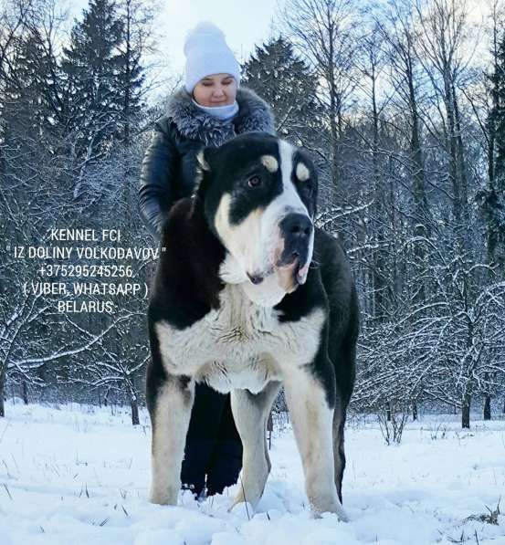 Щенки среднеазиатской овчарки (Алабая) в продаже в фото 20