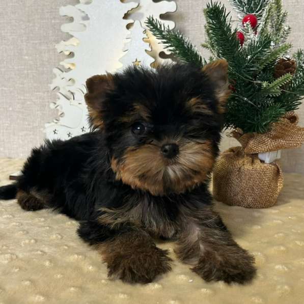 Yorkshire Terrier. Boy's в 