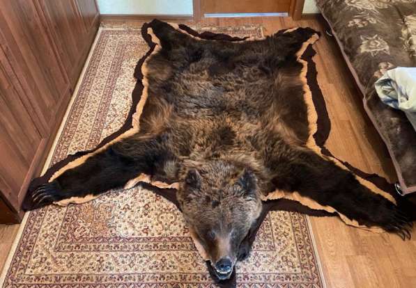 Шкура медведя, чучело в Москве фото 4